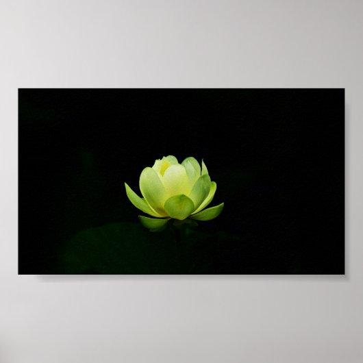 Mooie Groene Lotus,Meer,Zen Poster (Voorkant)
