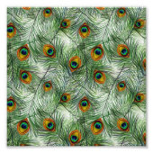 Mooie groene Peacock Feather Foto Afdruk (Voorkant)