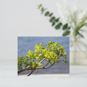 Mooie groene tak in de wind briefkaart