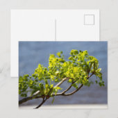 Mooie groene tak in de wind briefkaart (Voorkant / Achterkant)