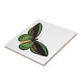 Mooie groene vlinder tegeltje (Zijkant)