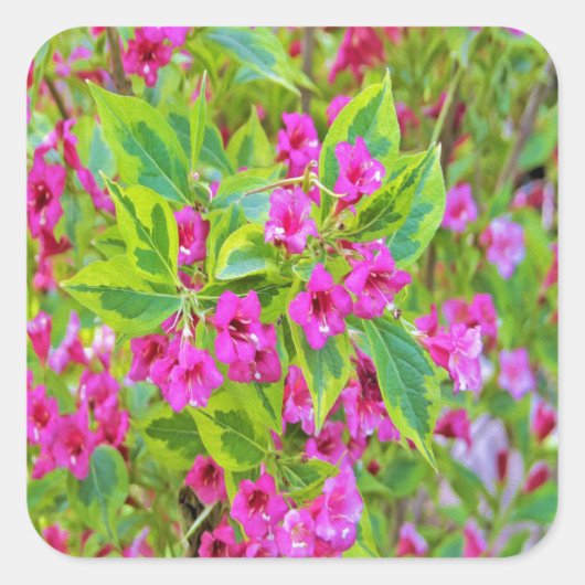Mooie Groene Weigela met Crimson Flowers Vierkante Sticker (Voorkant)