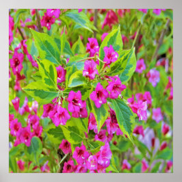 Mooie groene Weigela met karmozijnrode bloemen Poster
