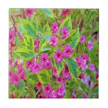 Mooie groene Weigela met karmozijnrode bloemen