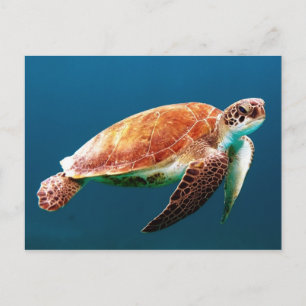Mooie groene Zee Turtle Briefkaart