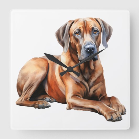 MOOIE GROTE RHODESIAN RIDGEBACK HOND VIERKANTE KLOK (Voorkant)
