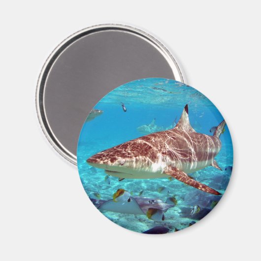 Mooie haai magneet (Voorkant / Achterkant)