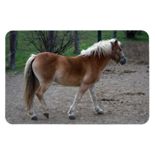 Mooie haflinger magneet
