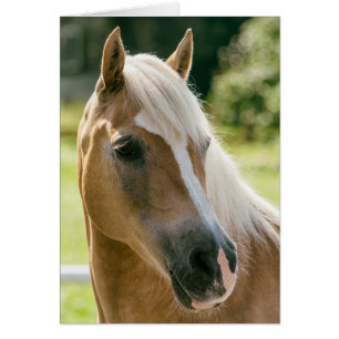 Mooie haflinger paard portret