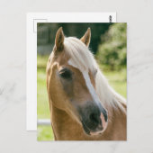 Mooie haflinger paard portret briefkaart (Voorkant / Achterkant)