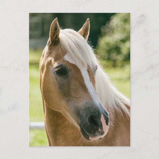 Mooie haflinger paard portret briefkaart (Voorkant)