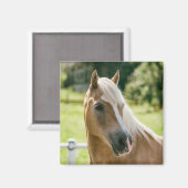 Mooie haflinger paard portret magneet (Voorkant / Achterkant)