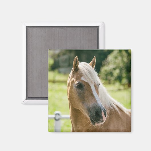 Mooie haflinger paard portret magneet (Voorkant / Achterkant)