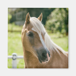 Mooie haflinger paard portret magneet