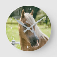 Mooie haflinger paard portret