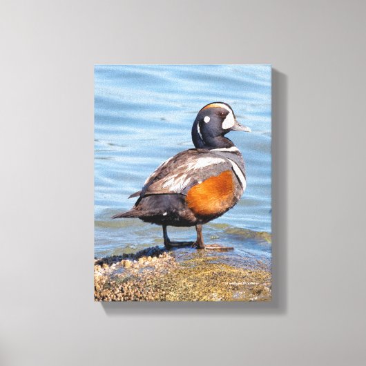 Mooie Harlekijneend op de Rots Canvas Afdruk (Voorkant)