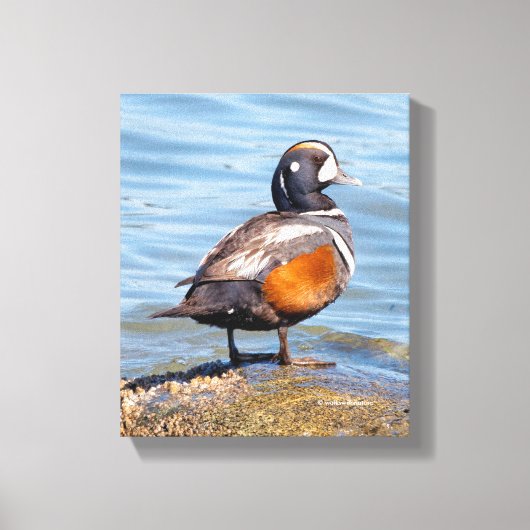 Mooie Harlekijneend op de Rots Canvas Afdruk (Voorkant)