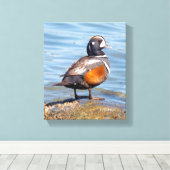 Mooie Harlekijneend op de Rots Canvas Afdruk (Insitu (Houten vloer))