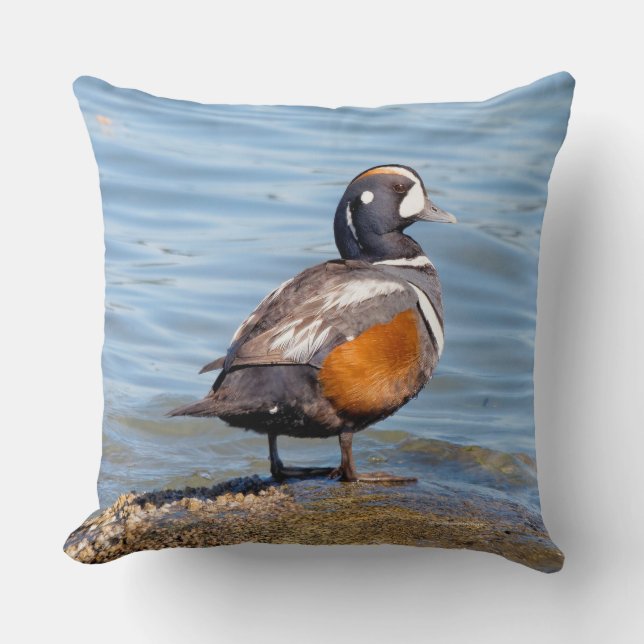 Mooie Harlequin Duck op Beach Shoreline Kussen (Voorkant)