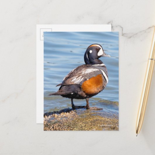 Mooie Harlequin Duck op de Rock Briefkaart (Voorkant / Achterkant in situ)