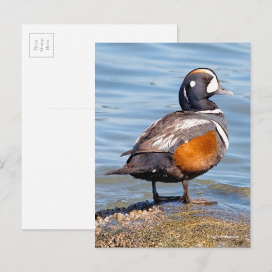 Mooie Harlequin Duck op de Rock Briefkaart (Voorkant / Achterkant)