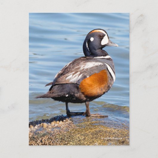 Mooie Harlequin Duck op de Rock Briefkaart (Voorkant)