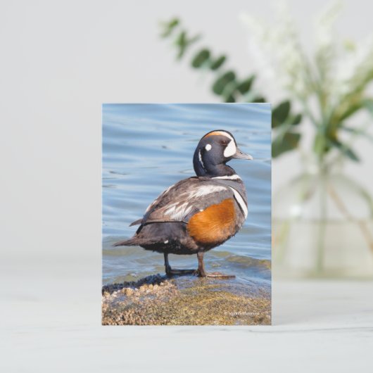 Mooie Harlequin Duck op de Rock Briefkaart (Staand voorkant)