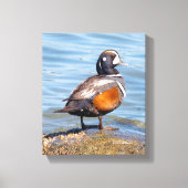 Mooie Harlequin Duck op de Rock Canvas Afdruk (Voorkant)
