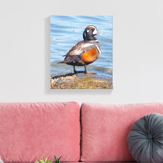 Mooie Harlequin Duck op de Rock Canvas Afdruk (Insitu (Woonkamer))