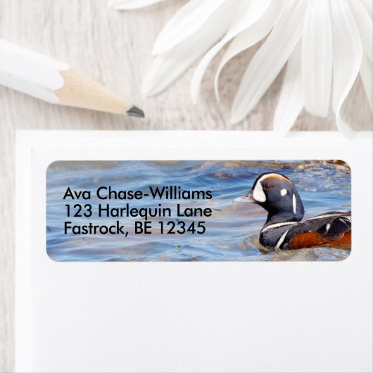 Mooie Harlequin Duck op de Rock Etiket (Insitu)