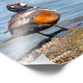Mooie Harlequin Duck op de Rock Foto Afdruk (Hoek)