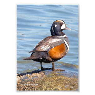 Mooie Harlequin Duck op de Rock Foto Afdruk