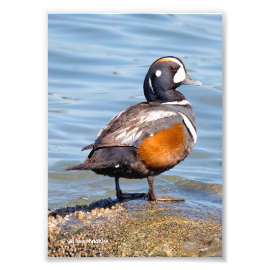 Mooie Harlequin Duck op de Rock Foto Afdruk (Voorkant)