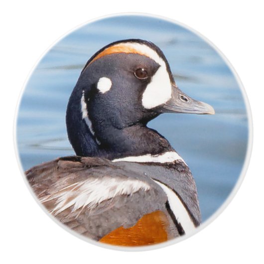 Mooie Harlequin Duck op de Rock Keramische Knop (Voorkant)