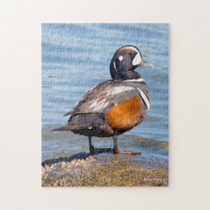 Mooie Harlequin Duck op de Rock Legpuzzel
