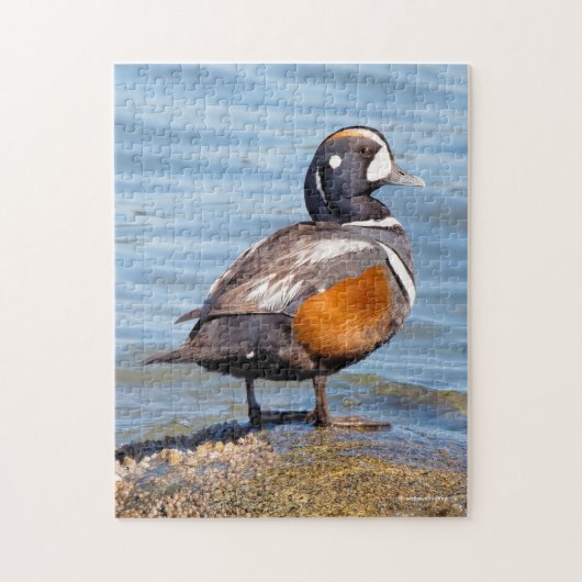 Mooie Harlequin Duck op de Rock Legpuzzel (Verticaal)
