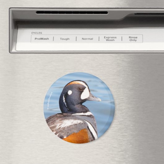 Mooie Harlequin Duck op de Rock Magneet (Insitu (Vaatwasser))