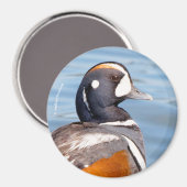Mooie Harlequin Duck op de Rock Magneet (Voorkant / Achterkant)