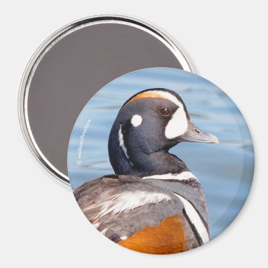 Mooie Harlequin Duck op de Rock Magneet (Voorkant / Achterkant)