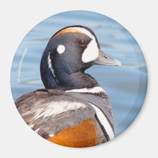 Mooie Harlequin Duck op de Rock Magneet (Voorkant)