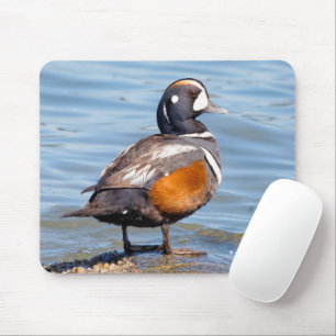 Mooie Harlequin Duck op de Rock Muismat