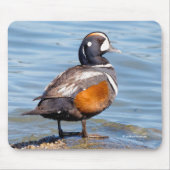 Mooie Harlequin Duck op de Rock Muismat (Voorkant)