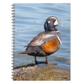 Mooie Harlequin Duck op de Rock Notitieboek (Voorkant)