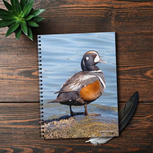 Mooie Harlequin Duck op de Rock Notitieboek