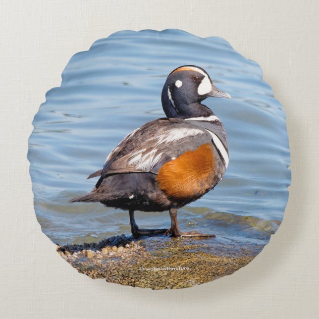 Mooie Harlequin Duck op de Rock Rond Kussen (Voorkant)
