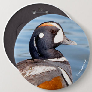 Mooie Harlequin Duck op de Rock Ronde Button 6,0 Cm