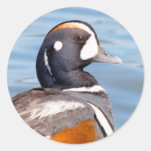 Mooie Harlequin Duck op de Rock Ronde Sticker (Voorkant)