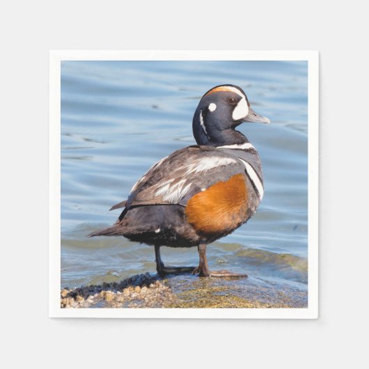 Mooie Harlequin Duck op de Rock Servet (Voorkant)