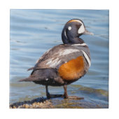 Mooie Harlequin Duck op de Rock Tegeltje (Voorkant)