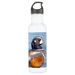 Mooie Harlequin Duck op de Rock Waterfles